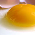 egg yolks